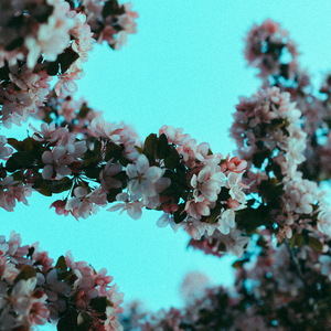 欧美18Vⅰdeos初次摘花
